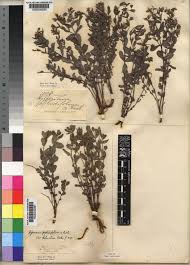 Image result for Hypericum peplidifolium