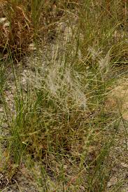 Image result for Stipagrostis