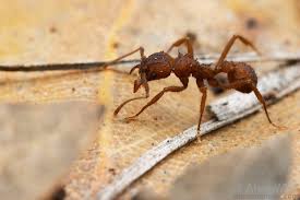 Image result for Anthericopsis