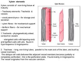 Check spelling or type a new query. Plant Tissues The Vascular Plant Sporophyte Is Usually