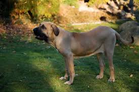The u/brasileiro community on reddit. Fila Brasileiro History Temperament Care Training Feeding Pictures