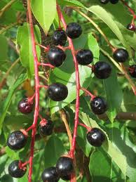 Image result for Prunus serotina