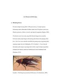 Check spelling or type a new query. Ii Tinjauan Pustaka Di Dunia Terdapat Kurang Lebih Species Kecoa 4 Empat Spesies
