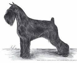 Black And Silver Giant Schnauzer Puppies For Sale Champion Black Standard Schnauzer Puppy Breeder Atlanta Georgia Black Standard Schnauzers Black Standard Sch Standard Schnauzer Keeshond Dog Schnauzer Grooming