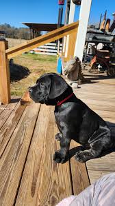 Let's welcome our new members! Leighanne Aguillard Lyons, Jim Edwards ,  Benjiro Ando, Scoutt Carroll, Tero Cane Corso, Lucas Halferty, Mihoko  Shoji, Aaron Mire, Haley Marie Ellias, pitbull puppies for adoption, Cane