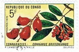 Image result for Connaraceae