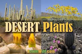 Check spelling or type a new query. Desert Plants List Pictures Facts Amazing Plants That Live In Deserts