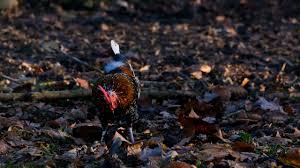 Hen, Plumage, Faucet