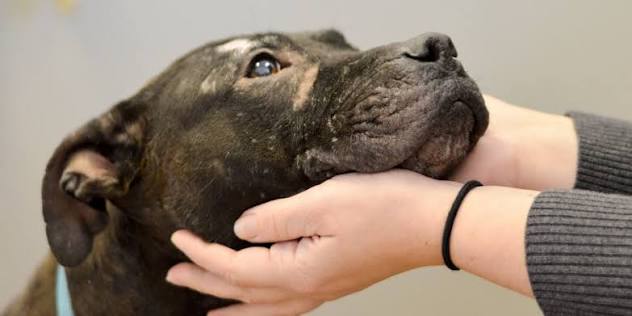 What is Animal Cruelty? | Pennsylvania Society for the Prevention of Cruelty to Animals