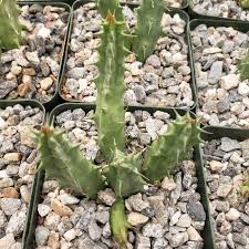 Image result for Huernia thuretii