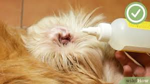 12mm+ questions answered · helped over 8mm worldwide How To Clean Your Dog S Ears 10 Steps With Pictures Wikihow