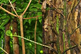 Image result for Lomariopsis