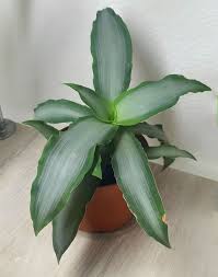 Image result for Murdannia tenuissima