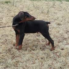 Doberman rescue of north carolina, inc. Doberman Puppies Pets And Animals For Sale Greensboro Nc