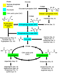 Amino Acid Synthesis Wikipedia