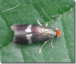 Image result for Stigmella ulmariae