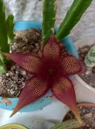 Image result for Huernia erectiloba