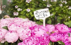 Order your peony delivery with floom, and we will ensure that the local independent florist responsible your order will deliver them on time and in perfect condition to your door. Paris Florists Discovering French Flower Traditions Paris Perfect