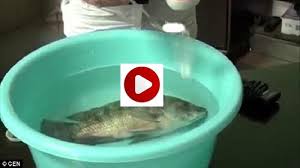 Hama ikan gurame infoikan.com sudah tahu penyebab ikan gurame mati mendadak? Ikan Yang Sekarat Bisa Dihidupkan Kembali Begini Caranya Banjarmasin Post