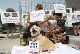The korean jindo was known on this island for thousands of years where it lived amongst humans, but was allowed to roam freely. South Korean Dog Meat Industry Under Scrutiny As Animal Advocates Call For Boycott Of Asian Games Greener Ideal