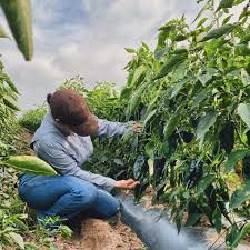 Profile for Emilia Gamez