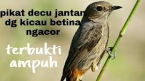 Cara mencetak burung decu agar bisa jinak. Decu Kembang Betina Mp3 Video Mp4 3gp M Lagu123 Fun