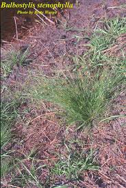 Image result for Bulbostylis pusilla