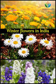 Name winter season winter flowers in india. 15 Winter Flowers For Indian Gardens Annuals Winter Flowers Indian Garden Seasonal Flowers