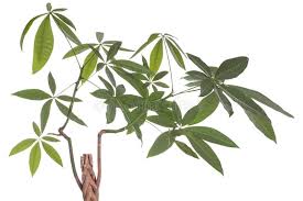 Image result for Malvaceae subfamily Grewioideae