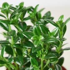 Image result for Oxyanthus strigosus