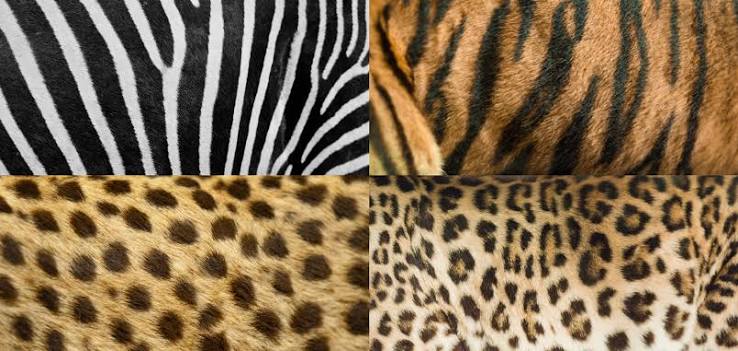 Nature's Designs: How Spots and Stripes Are Formed