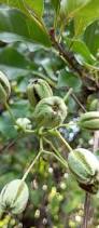 Image result for Pisonia aculeata