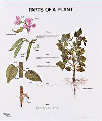 1099 Parts Of A Plant