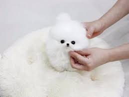 Teacup in dogs & puppies for rehoming in canada. Pomeranian Puppies For Free Adoption They Need Caring Home Pomeranian Puppies For Free Pomeranian Puppy Dogs And Puppies