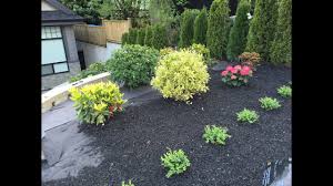 Black plastic mulch can reduce soil evaporation by up to 70 percent. Home Depot Vigoro Black Color Mulch Youtube