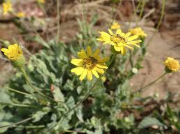 Image result for Emilia discifolia