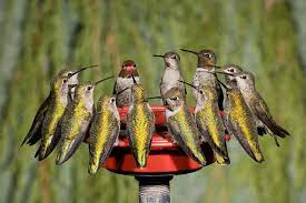 You can also use a bleach solution ( 1 part bleach, 9 parts water) or some white vinegar (1 part vinegar, 2 parts water. When To Expect Hummingbirds In Your Yard This Spring Audubon