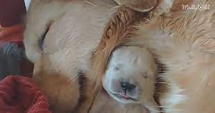 Golden Retriever Parents Watching Over Their Newborn Puppies
