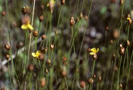 Image result for Xyridaceae