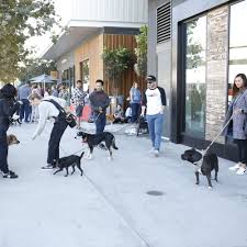 At petsmart, we never sell dogs or cats. Events A Purposeful Rescue