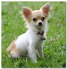 Pin By Kim Valentin On Chihuahua Cuteness To The Rescue Chihuahua Puppies Chihuahua Love Dog Breeds