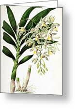 Image result for Ansellia