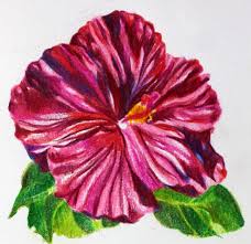 Drawing Flowers With Colored Pencils In Just 5 Simple Steps Flower Drawing Sunflower Drawing Colorful Drawings