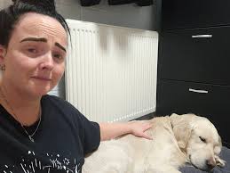 Any alternative treatments for nasal aspergillosis in dogs?