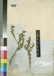 Image result for Melolobium