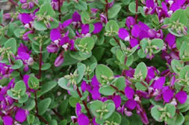 Image result for Polygala