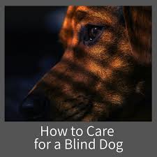 How To Care For A Blind Dog Pethelpful