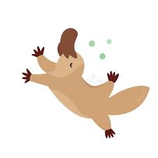 Platypus Stock Illustrations 1 230 Platypus Stock Illustrations Vectors Clipart Dreamstime 800 x 800 jpeg 40 кб. platypus stock illustrations 1 230