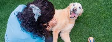 Pet Paradise Tallahassee - Home Facebook