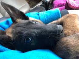 Aug 05, 2020 · a belgian malinois is a herding dog that has similar attributes to a german shepherd, including that it requires a lot of training and attention. Belgian Malinois Standard Color Puppy Excuse Me I M Trying To Nap Here Malinois Dog Belgian Malinois Dog Malinois Puppies